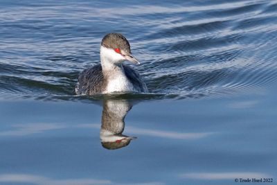 3 Horned Grebe Reflection IMG_5364r.jpg