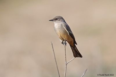 Say's Phoebe foraging next to dry streambed