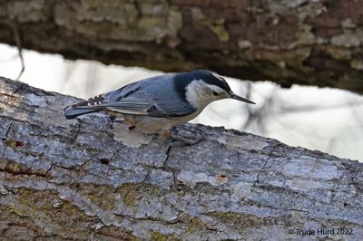 White-breasted Nuthatch foraging on downed coast live oak