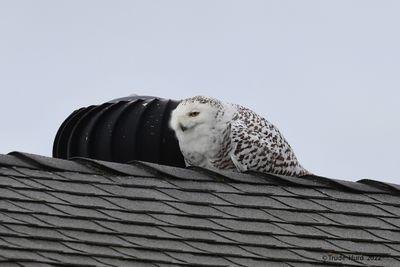 Snowy Owl laying down