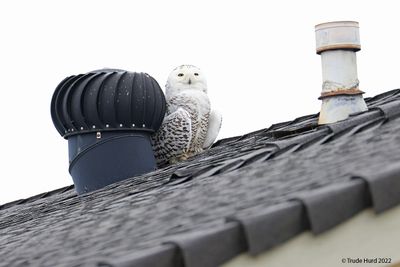 Snowy Owl