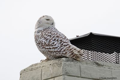 Snowy Owl Look Backwards