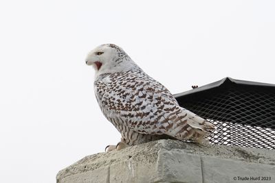 Snowy Owl Yawn 