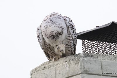 Snowy Owl sharp talons