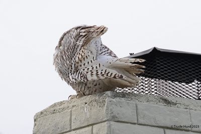 Snowy Owl preen  