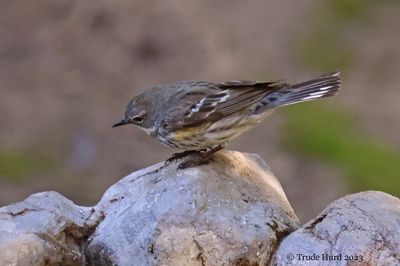 Yellow-rumped Warbler (Myrtle's)