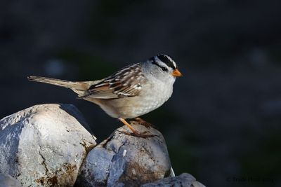 White-crowned Sparrow still here!