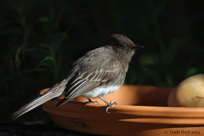 Black Phoebe 