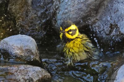 Townsend's Warbler bathing