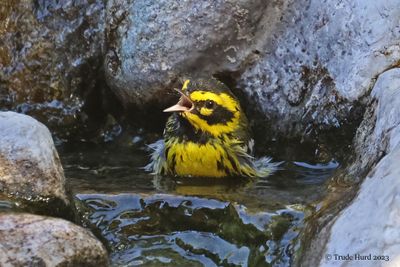 Hey, some privacy please, we're bathing here!