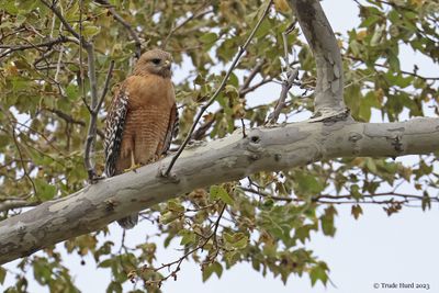 Red-shouldered Hawk female