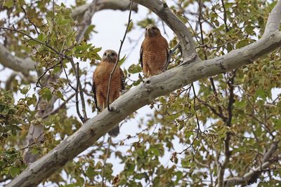 Red-shouldered Hawk pair post-mating