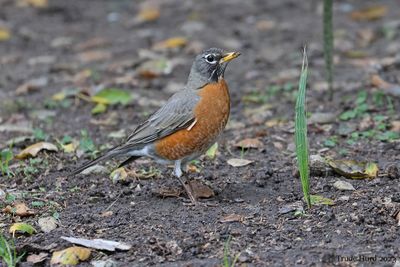 American Robin foraging on ground