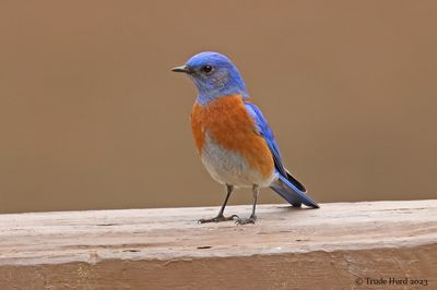 Western Bluebird 