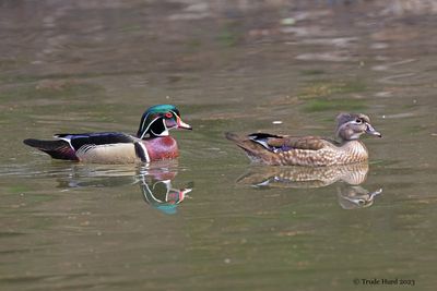 Wood Duck pair