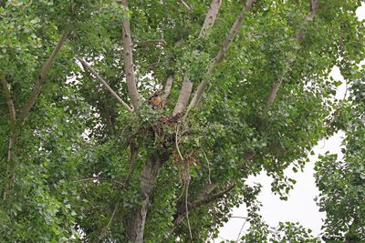 Nesting Red-tailed Hawk chicks in cottonwood