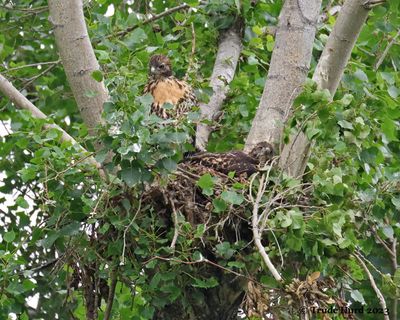 Red-tailed Hawk chicks in nest