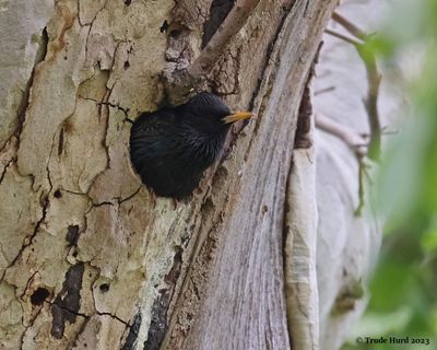 Starling in its cavity nest in sycamore