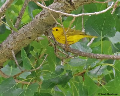 Yellow Warbler 