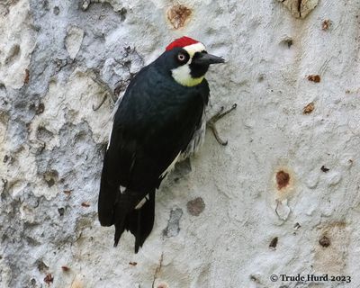 Acorn Woodpecker with prey