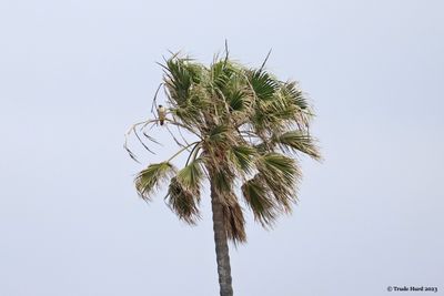 Peregrine roost in palm 