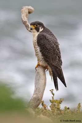 PEREGRINE!