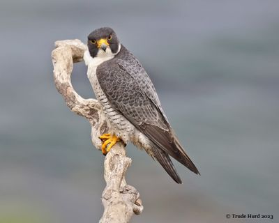 PEREGRINE!