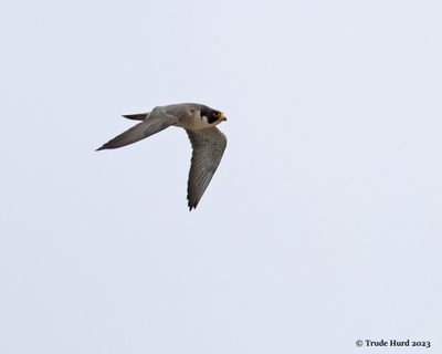 Peregrine in powerful aerial pursuit (but unsuccessful)