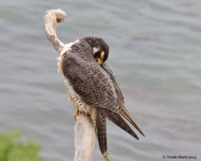 Time to preen feathers