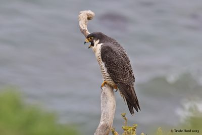 Peregrine calling to its mate
