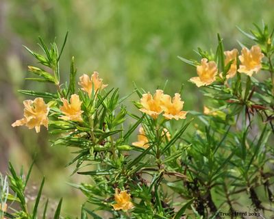 Sticky monkeyflower in bloom