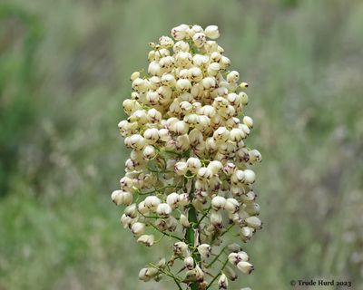 Yucca has interesting flowers