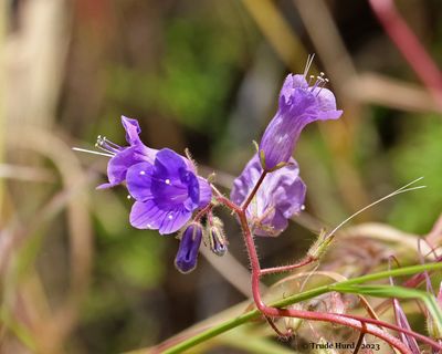 Canterbury Bells