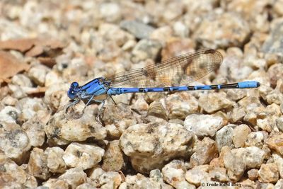 Vivid dancer damselfly, male