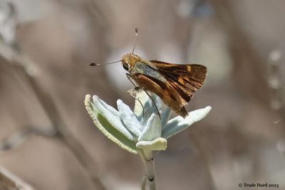 Umber skipper