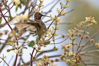 Anna's Hummingbird nectaring  