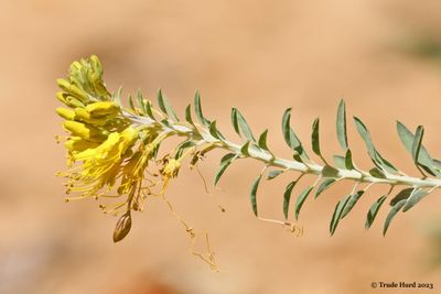 Bladderpod flowers turning to seed pods