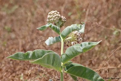 Woolypod milkweed 