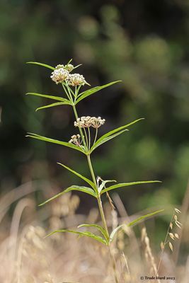 Narrow-leaf milkweed 