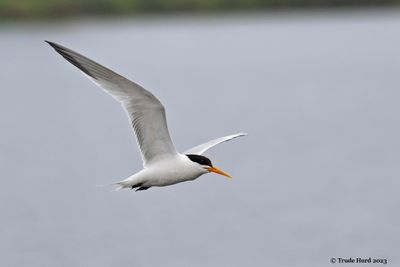 Least Tern looking for fish
