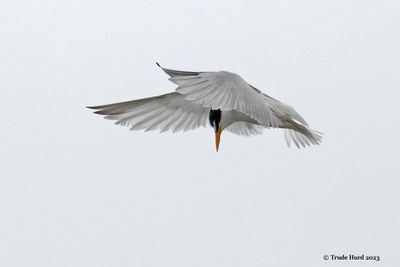 Least Tern hovering