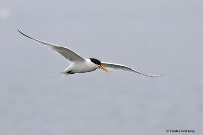 Least Tern moving on