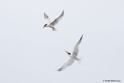 Elegant Tern pair interaction