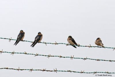 Barn Swallow fledglings 