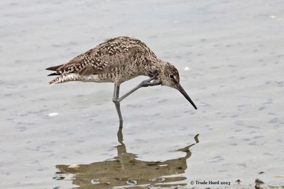 Willet scratching