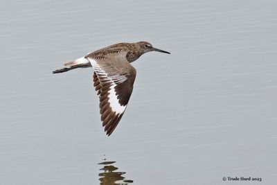 Willet showing its wing pattern