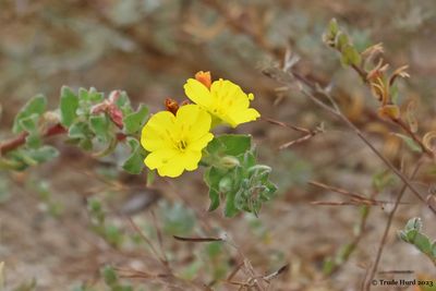 Beach Evening Primrose flowers