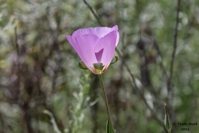 Splendid Mariposa Lily 