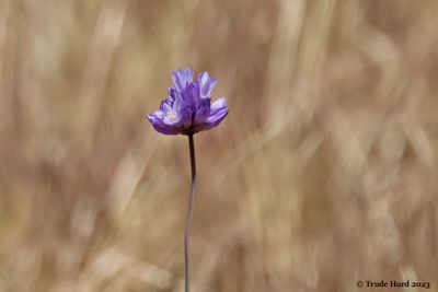 Blue Dichs (AKA Wild Hyacinth)