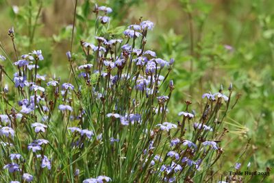 Blue-eyed Grass 
